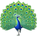 :peacock: :peacock: