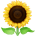 :sunflower: