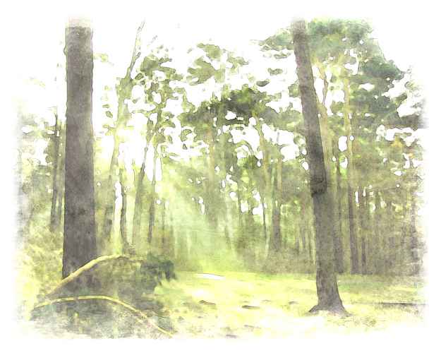 watercolor_forestsun