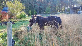 horse2