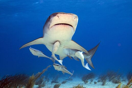 remora and shark 1