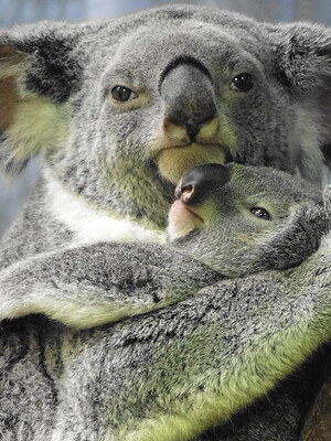 koala parenting