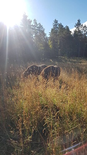 horse1