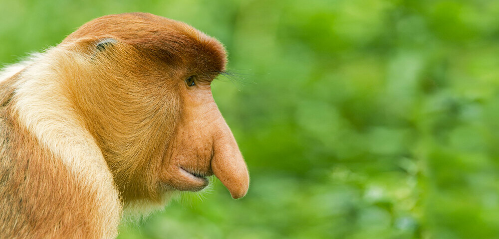 header-proboscis-monkeys