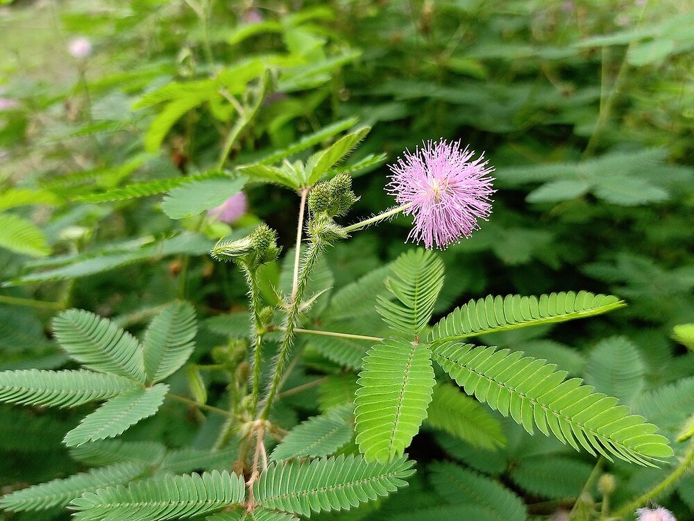 Mimosa_pudica