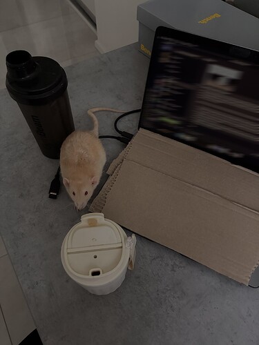rat