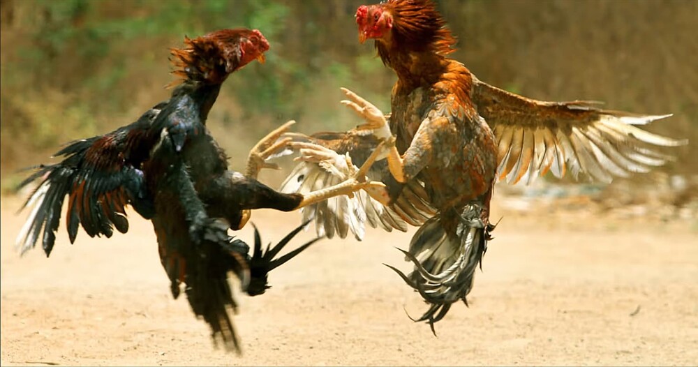 CockFighting