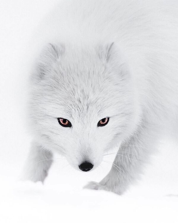 Arctic-fox