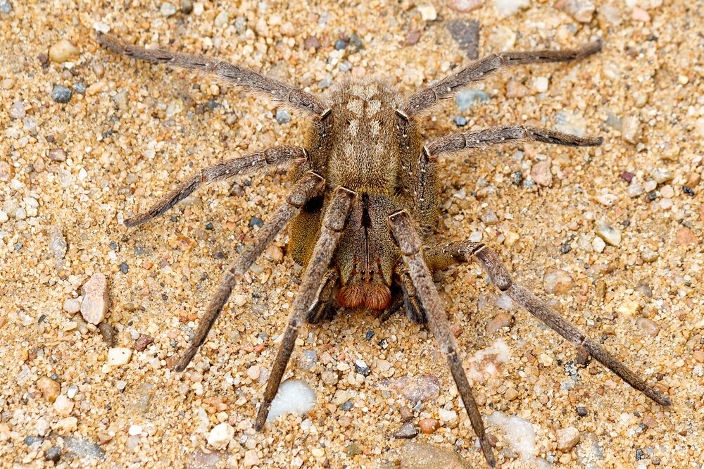 Aranha_armadeira