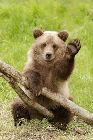 bear waving images