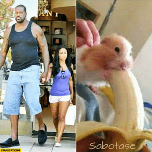 meme shq