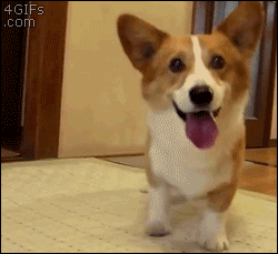 puppy