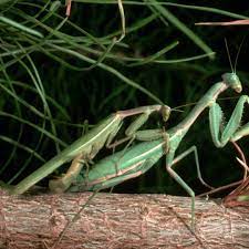 mantis 01