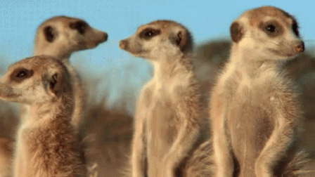 it begins meerkat resize