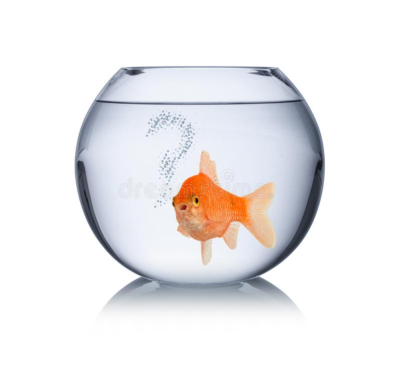 goldfish-bowl-question-mark-bubbles-lonley-captivity-fish-concept-isolated-white-background-141126748