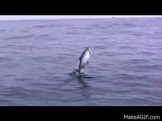 DTJFre