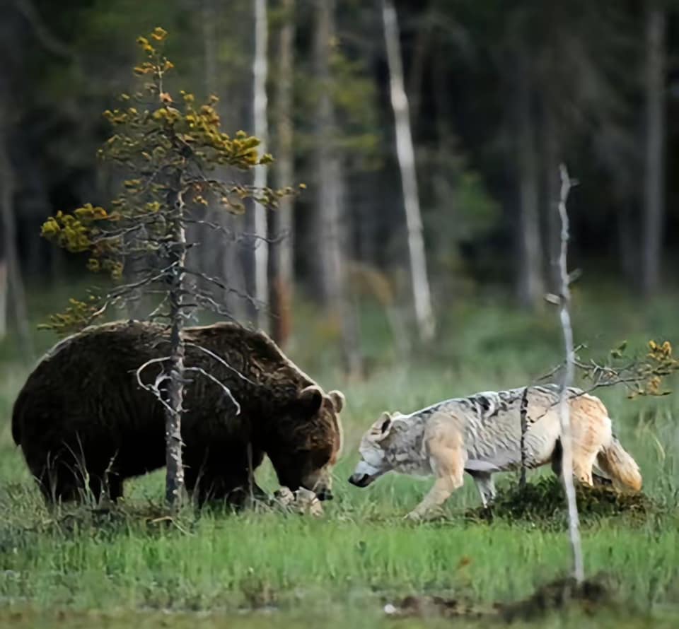 Wolf and Bear