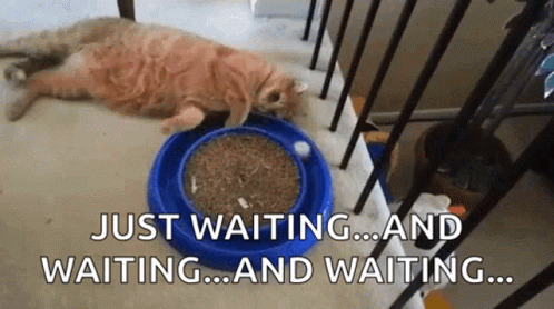 impatient-bored-cat-rqjumzhdua8377ec
