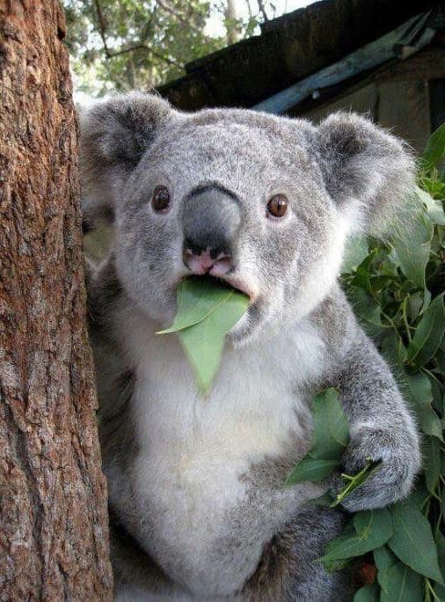 luther koala.PNG