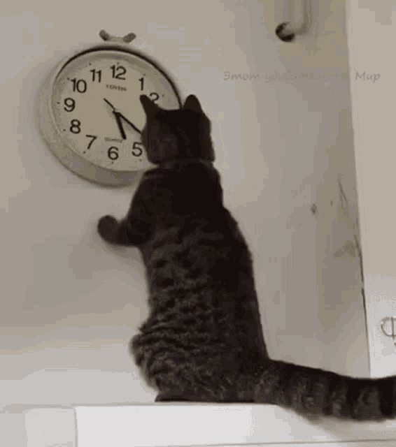 cat-changing-the-clock-changing-the-time-3828988153