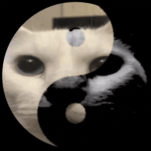 cat-yin-yang
