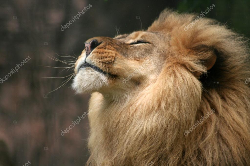 depositphotos_26468283-stock-photo-proud-lion (1)