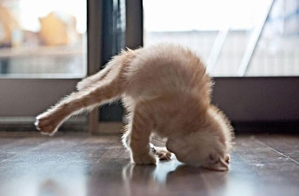 Funny Yoga