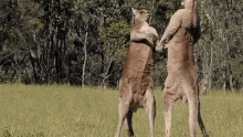 kangaroo-kick