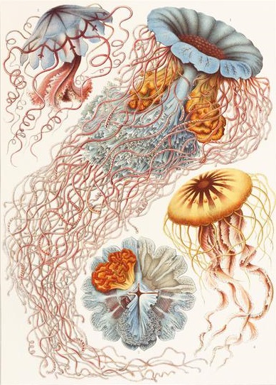 Haeckel
